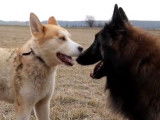 Séance de jeu entre un Berger Belge Tervueren et un Husky Sibérien