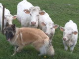 Un Berger Belge Tervueren rencontre des vaches
