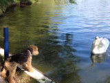 Face à face entre un Welsh Terrier et un cygne