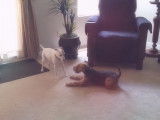 Un Welsh Terrier voulant jouer avec un Jack Russel