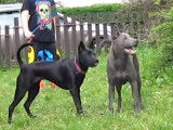 Deux Thaï Ridgeback jouant avec des enfants