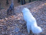 Balade et jeu d'un Thaï Ridgeback avec un autre chien