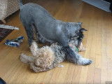 Un Schnauzer Moyen joue avec un Lakeland Terrier