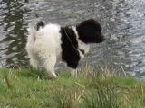 Le Wetterhoun, un chien d'eau assez rare