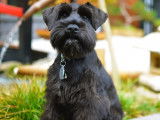 Moments de vie d'un Schnauzer Nain