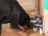 Un chiot Schnauzer Nain face à un Rottweiler