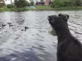 Un Schnauzer Nain apercevant des canards