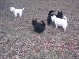 Rencontre entre Scottie et Westie
