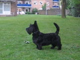 Un Scottish Terrier à l'affût d'un oiseau