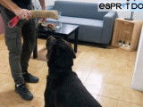 Confinement : comment occuper et stimuler son chien ?
