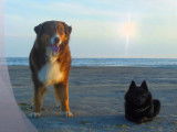 Un Schipperke et un Berger Australien en vacances