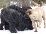 Des Terriers Noirs Russes avec un Bullmastiff