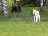 Un Spitz de Norrbotten face à un ours