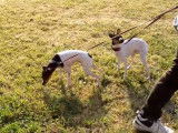 Deux Terriers Japonais prennent l'air