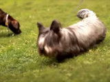 Un Skye Terrier très sociable