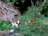 Un Setter Irlandais Rouge et Blanc avec un Setter Irlandais