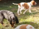 Des Setters Irlandais Rouge et Blanc avec un Setter Gordon