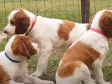 Des chiots Setters Irlandais Rouge et Blanc se détentent