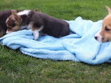 Des chiots Welsh Corgi Pembroke se détentent dans l'herbe