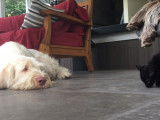 Des Spinone Italiano et un chat en famille au Québec