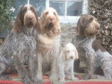 Portrait d'une famille de Spinone Italiano