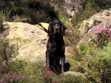 Un Setter Gordon en Ecosse