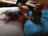 Un Silky Terrier joue avec un Yorkshire
