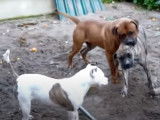 Un Tosa avec un Pitbull et un Boerbull