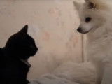 Un Volpino Italiano et un chat jouent ensemble
