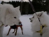 Un Spitz Japonais rencontre un Samoyède