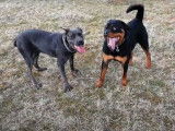 Un Chien Serbe de Défense et un Rottweiler