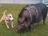 Un Bull Terrier Miniature joue avec un cochon
