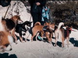 Des Shikoku Ken et Shiba Inu en randonnée