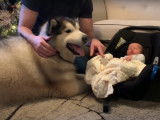 Première rencontre entre un bébé et deux Malamutes d'Alaska