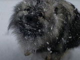 Un Keeshond et un Samoyède jouent dans la neige