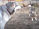 Un Shikoku Ken avec un Malamute d'Alaska
