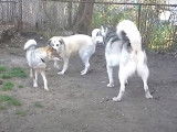 Un Shikoku Inu avec un Kangal et un Alaskan Malamute