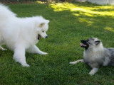 Combat amical entre un Keeshond et un Samoyède