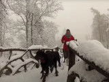 Des Setter Gordon en randonnée sous la neige