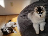 Un Pomsky et un chat jouent ensemble