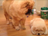 Première rencontre de deux chiots Chow Chow