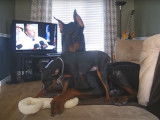 Un Pinscher Nain et un Dobermann se disputent