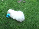 Des Pekinois se disputent une peluche en forme d'oiseau