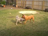 Un Rhodesian Ridgeback vs un Cimarron Uruguayen