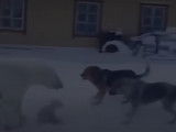 Un Esquimau Canadien affronte un ours polaire