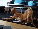 Un Basenji et un Chien du Phararon jouent ensemble