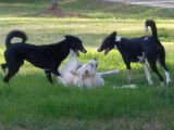 Course poursuite amicale entre des Chiens de Canaan