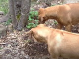 Un couple de Rhodesian Ridgeback face à un serpent