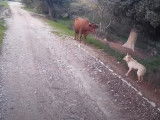 Rencontre entre un Chien de Canaan et un boeuf