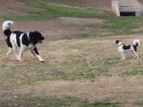Sortie au parc pour chiens pour un Mâtin des Pyrénées